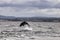 Dynamic Leap: Dolphin in The Moray Firth