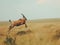 Dynamic Leap of a Topi Antelope