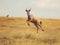 Dynamic Leap of a Topi Antelope