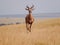 Dynamic Leap of a Topi Antelope