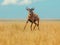 Dynamic Leap of a Topi Antelope