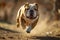 Dynamic mid-run of Bulldog , its muscular frame propelled forward with determination