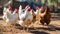 Dynamic Motion of Free-Roaming Chickens in Rustic Barnyard