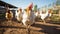 Dynamic Motion of Free-Roaming Chickens in Rustic Barnyard