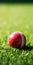 Dynamic Red Cricket Ball On Green Field - Mobile Lock Screen Background