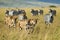 A dynamic scene capturing a herd of zebra and lions running together across a vast open field, A pack of lions stealthily hunting