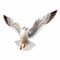 Dynamic Seagull Bird Aerial Photo With Layered Translucency