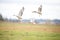 dynamic shot of geese takeoff from grassy ground