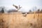 dynamic shot of geese takeoff from grassy ground