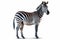 Dynamic Stripes: Vibrant Zebra Captivating the White Canvas