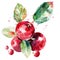 A dynamic watercolor artwork of cranberries with vibrant splashes