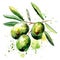 A dynamic watercolor painting of an olive branch, with vibrant green olives