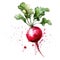 Dynamic watercolor of a radish, with a burst of red and green splashes