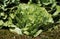 Dynamo Lettuce, lactuca sativa