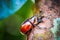 Dynastinae on the branch in the forest