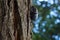 Dynastinae female walking on the bark back with six bokeh them p