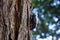 Dynastinae female walking on the bark back with six bokeh them p