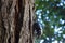 Dynastinae female walking on the bark back with six bokeh them p