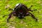 Dynastinae fighting beetle on floor