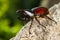 Dynastinae fighting beetle on tree