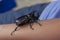 Dynastinae or stag beetle was crawling on the arm of child.