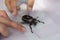 Dynastinae or stag is crawling on table so that children can learn about insects.