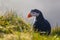 Dyrholaey - May 04, 2018: Wild Puffin bird in Dyrholaey, Iceland
