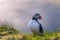 Dyrholaey - May 04, 2018: Wild Puffin bird in Dyrholaey, Iceland