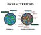 Dysbacteriosis intestine. Lactobacillus, Bifidobacteria, Streptococcus, Staphylococcus, E. coli, Aspergyllus mushrooms, Candida