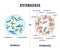 Dysbiosis versus normal gut or tract microflora with bacteria outline diagram