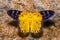 Dysphania militaris moth