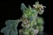 Dysphania pumilio - Wild plant shot in the summer