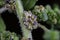 Dysphania pumilio - Wild plant shot in the summer
