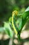 Dysphania sagana larva standing on the leaf shallow depth of fi