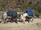 Dzos carrying goods to Namche Bazar