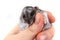 Dzungarian hamster in human hands