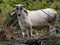 E Bos indicus cattle is a domestic breed in Costa Rica