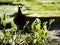 E Northern Jacana, Jacana spinosa, searches for food in aquatic plants. Costa Rica