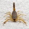 E19 P1010042 deathstalker scorpion Leiurus quinquestriatus copyright ernie cooper 2019