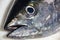 Ðead and eye of a tuna freshly caught close-up