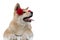 Eager Akita Inu curiously panting to the side