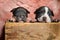 Eager American bully cubs looking away and thinking