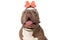 Eager american bully dog with headband looking up and panting