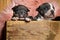 Eager American bully puppies looking forward and  wondering