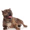 Eager american bully wearing silver collar and panting