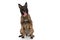 Eager belgian shepherd dog with bowtie sticking out tongue and looking up