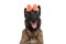 Eager belgian shepherd dog sticking out tongue and curiously looking up