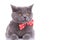 Eager British Shorthair cat looking away and wearing bowtie