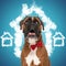 eager elegant boxer wearing red bowtie and looking up waiting for adoption