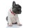 Eager French bulldog puppy curiously looking to the side